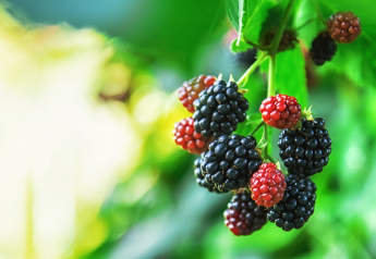 New study estimates blackberry production costs