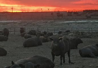 Markets: Fed Cattle Inch Higher, Feeder Cattle Softer