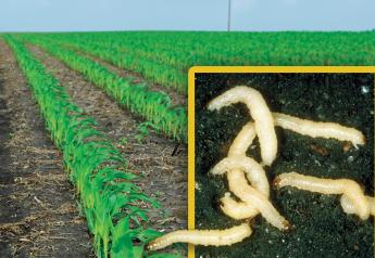New Corn Rootworm Biological Receives EPA Approval