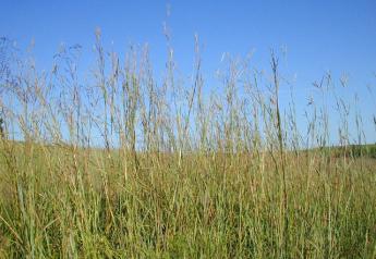 Establishing Native Grasses