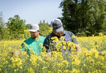 Winter Canola Offers New Income Potential to Mid-South Farmers