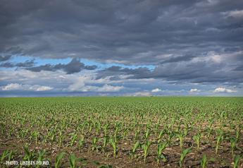 Corn Yield Losses to ‘Edge Effect’ Elevated by Contrary Micro-Climate ...