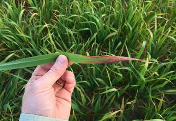 Reddening leaf tips indicate damage to oats and appears to be caused by barley yellow dwarf virus.