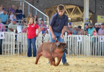 Iowa State Fair Ramps Up Health Rules for Swine Exhibitors