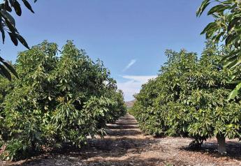 Strong avocado deal expected to continue into fall