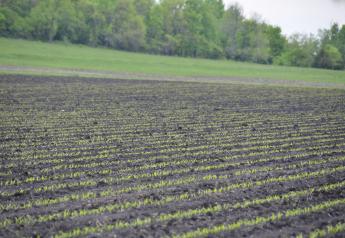 Late Planting: Can You Plant Lower Corn Populations?