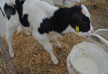 A growing body of evidence suggests there are wide-reaching benefits to following colostrum with several feedings of transition milk. 
