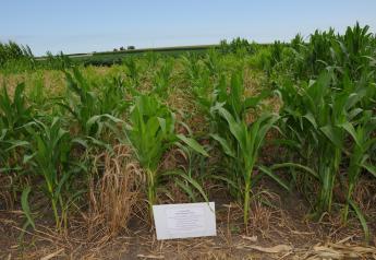 Cover Crops Can Help With Post-Flooding Restoration