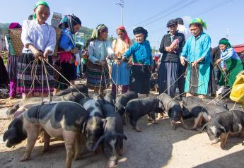 Vietnam’s Battle with African Swine Fever is Far from Over