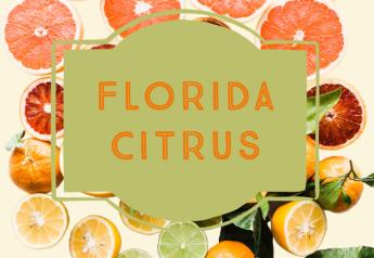 Florida citrus making a comeback