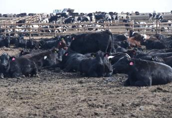 Selecting Beef Bulls for Dairy-Beef Crosses Not Easy