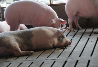 Researchers in China and the U.S. believe they have successfully trialed a self-powered pacemaker in adult pigs