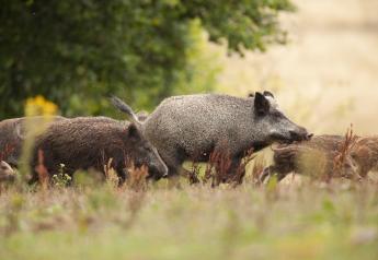 Feral Hogs Attack and Kill Texas Woman