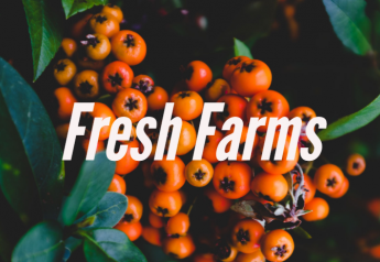 Fresh Farms offers quince and persimmons