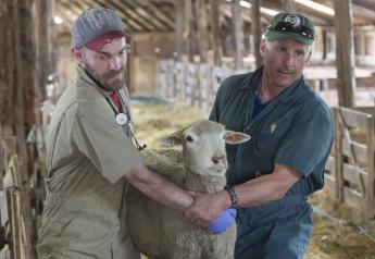 Vet student Dave Williams and Dr. David Van Metre carry a ewe for an exam of her hoof during a CSU lambing course in Wyoming. 