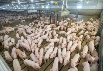 Research Brief: Could African Swine Fever Make its Way into the U.S.? 