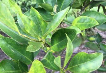 Texas A&M AgriLife receives $1.7 million-plus for citrus greening
