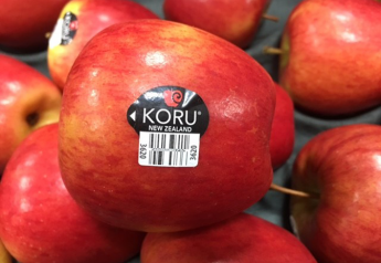 Koru apples from New Zealand in sixth U.S. season