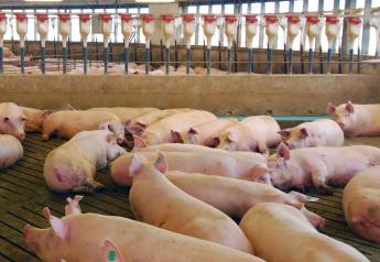 Transportation and biosecurity practices of breeding stock companies play an important role in the industry. 