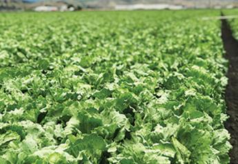 Good-quality leaf, lettuce items arriving from California 