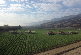 Salinas Valley produce growers overcoming late start