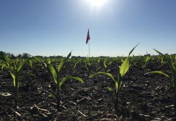 An OSU flag marks the location of Terra Byte, a record-breaking corn plant used to find actionable data potential for U.S. growers.