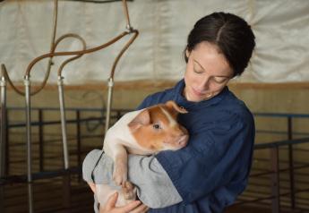 The Responsibility Paradox and Pig Farming