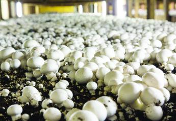 Mushroom supplies could be tight going into fall
