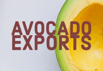 California avocado shippers eager for more export growth