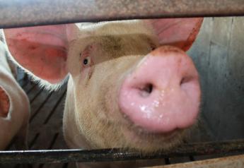 Hog Futures Drop Despite China’s Big U.S. Pork Purchase
