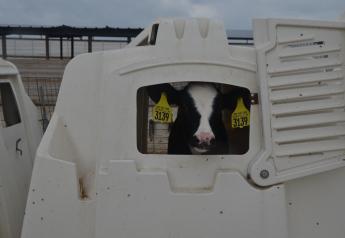 Managing Heat Stress and Fly Control in Young Calves