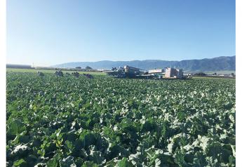 Salinas Valley crops look promising, growers say