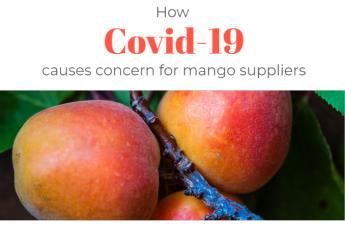 COVID-19 causes concern for mango suppliers