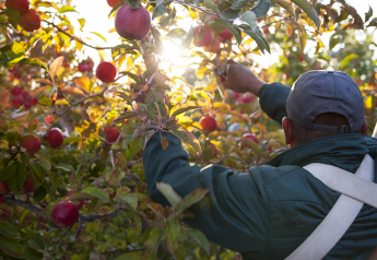 Washington growers lean toward branded apples