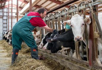 The Role of Veterinarians and Nutritionists as Consultants for Dairies