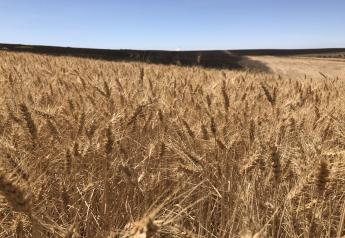 A copious winter wheat crop in northern Oregon was in the wildfire's path this week, resulting in thousands of acres destroyed from the fire. 