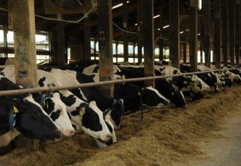 Cows affected by SCH tend to consume less feed and produce less milk.  