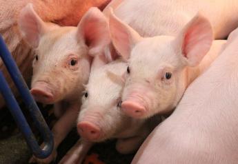 Autogenous Streptococcus Suis Vaccine Protects Piglets