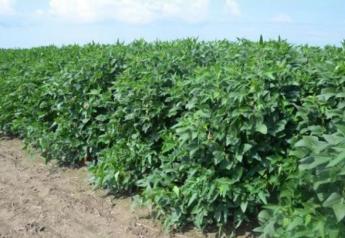 Get To Know Your Dicamba Options 