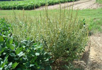 "There might be a Palmer amaranth plant that's 8 inches tall. We're not going to see it until we get a few feet from it," Blair said.