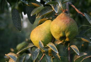 California pear suppliers expect good volume this year