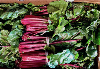 Just-packed Swiss chard at Flaim Farm in Vineland, N.J., is ready for shipping the day of harvest.