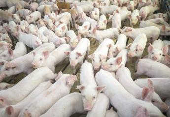 Chinese Pig Farms Now Allowed to Test for African Swine Fever