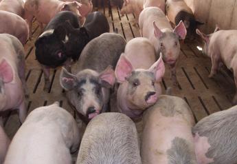 Field-Deployable Genetic Test Can Detect African Swine Fever in Pigs