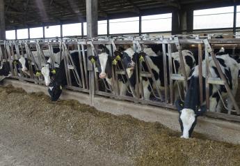 Little Demand for Dairy Springers, Heifer Calves