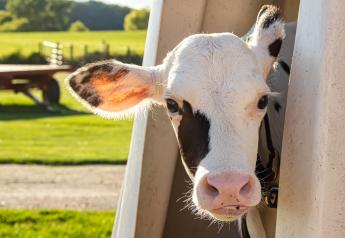 Dehorning Calves: Sedation vs. Pain Management