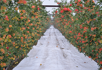 Washington apple crop smaller, but quality good