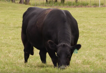 Angus VNR: What’s the buzz about beef?