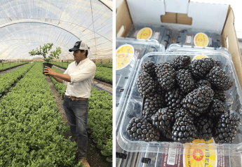 Sun Belle, Giddings Mexico enter long-term partnership for berries