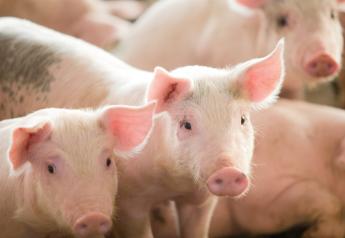 Cash Weaner Pig Prices Average $29.94, Down $8.66 Last Week